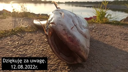 Odra ŚMIERĆ! A to dopiero początek Subiektywna relacja z pobytu nad tą biedną rzeką