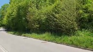 Świerszcze