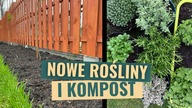 Nowe rośliny w naszym ogrodzie.  Gdzie kupić kompost na tony za grosze?