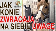 Jak konie zwracają na siebie uwagę