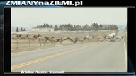 W ślad za bizonami teraz łosie uciekają z Yellowstone
