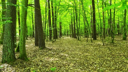 Spring Forest; Birdsong, Silence, and Deep Relaxation