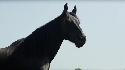 Midnight Stallion (2013) DE 