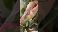 VEOLI BOTANICA