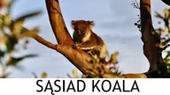 KOALA  mieszkał nad moim kamperem!!!