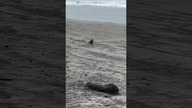 Pies Cyrkowiec  #dog #puppy #wow #cyrk #pies #short #funny #funnyvideo #shortsvideo #video #cool