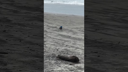 Pies Cyrkowiec  #dog #puppy #wow #cyrk #pies #short #funny #funnyvideo #shortsvideo #video #cool