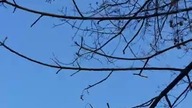A little bird came to sing a song for me 