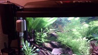 My tank now, czyli jak akwarium powinno wyglądać