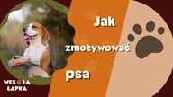 Jak zmotywować psa