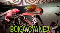 Boiga KĄSA WSZYSTKO, Redżi JEST GŁODNA, a Burmball URÓSŁ BARDZO