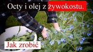 Robimy octy z żywokostu.  Warto mieć je w domu.