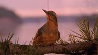 kawkadwa2