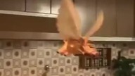 Mixta - Explication Flying Pig Commercial (2008)