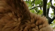  Eryk #cat #mainecoon #catlife #catlover #koty #shorts #shortsvideo #shortsviral
