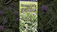 Zatrzymaj się na 30 sekund 