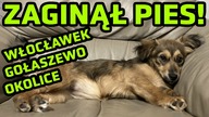 ZAGINĄŁ PIES - GOŁASZEWO, WŁOCŁAWEK, OKOLICE!!!!@!@