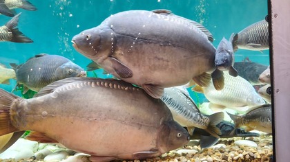 Rybomania 2026 sobota akwarium