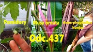 Odc. 437- Sadzenie pomidorów, kwitnący banan musa ornata, kwitnące dziwidła.