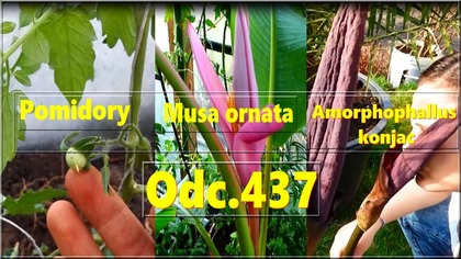 Odc. 437- Sadzenie pomidorów, kwitnący banan musa ornata, kwitnące dziwidła.
