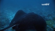 Trailer kanału telewizyjnego Water Planet HD