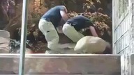 Pracownik zoo zostaje zaatakowany przez lwa