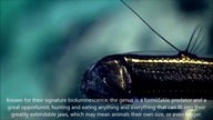 Viperfish - A Spiritual Meaning
