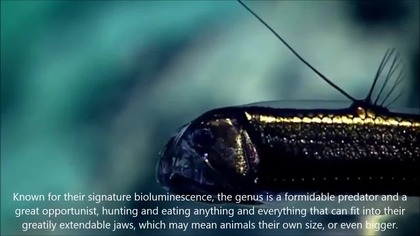 Viperfish - A Spiritual Meaning