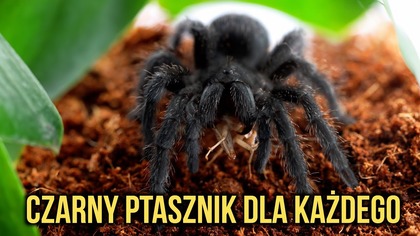 Dzisiaj organizujemy dorastającej samicy Grammostola pulchra nowy apartament!

Wpadnij po więcej do mnie na Instagram https://www.instagram.com/kuba_ptasznik_zajac/


Jeśli chcesz mieć dostęp przedpremierowych filmów bez reklam, oraz innych benefitów, to zachęcam do wsparcia w rozwoju kanału tutaj: https://patronite.pl/KubaPtasznikZajac


Kontakt biznesowy: ptaszniki.zajaca.yt@gmail.com