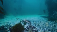 0985 Zwierzęta z Bliska S01E04 Ośmiornica 720p - CDA