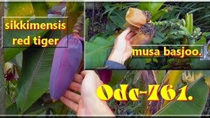 Odc-761. Jak rozpoznac musa basjoo i musa sikkimensis red tiger+ świergotki(ogólnie)