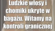 Ludzkie włosy i chomiki ukryte w bagażu.  Witamy na kontroli granicznej