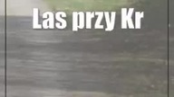 Las przy Kraśniku Fabrycznym wymknie się piłom