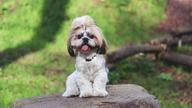 Cute Puppy Growing - Puppy in Photos - Play And Fun - PUPPYHOOD