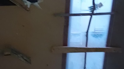 Mikołaj  Mateusz dał mi prezent, 13 sztuk gołębi #golebie #birds #egzotyka #fus #kabootar #pigeon