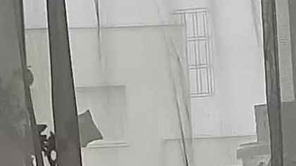 Black Headed Gull Feeding