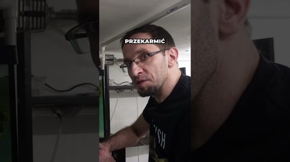 Rozmnażanie Kiryska Pigmeja!  Małe rybki, wielka radość! 