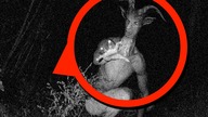 Czy to były ŚLADY DIABŁA?