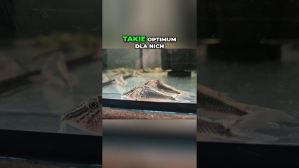 Idealna temperatura dla kirysa Barbatusa  o czym musisz wiedzieć? 