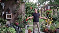 Gołąbki diamentowe * nowe ptaki w Garden kuRaż