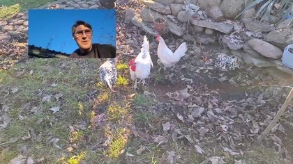 W Garden kuRaż 1* klatka do łapania zbiegłych papug * czereśnia i pszczoły