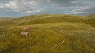 Mufasa: Król Lew (2024) 4K - Eshe i Mufasa polują