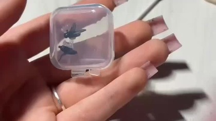 Nowe kolczyki żony do oceny #temu #aliexpress