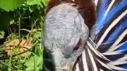 Perlica sępia  ma nagą, szarą głowę i szyję przypominającą sępa #shorts #animals #zoo