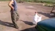 Bije się z kurą po ryju