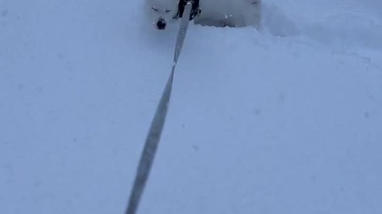 W śniegu z rana; Piesek Biały .