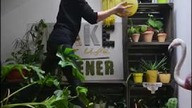 Jak zrobic naw&oacute;z ze sk&oacute;rek banana. Naturalny ekologiczny naw&oacute;z dla roślin