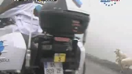 Owce atakują na 17 etapie Tour de France