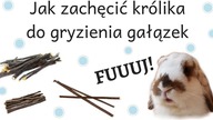 Jak zachęcić królika do gryzienia gałązek