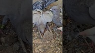 Metoda suchego kału według Zbigniewa Kukułki #hdgp #goldenpigeons